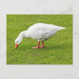 Bete Emden Goose Vykort
