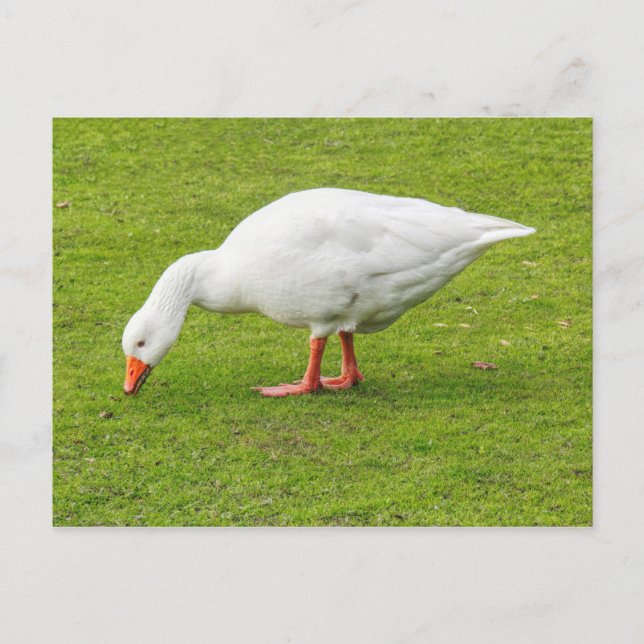 Bete Emden Goose Vykort (Framsida)