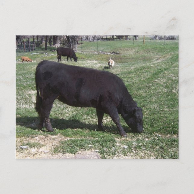 Bete i maj vykort (Framsida)