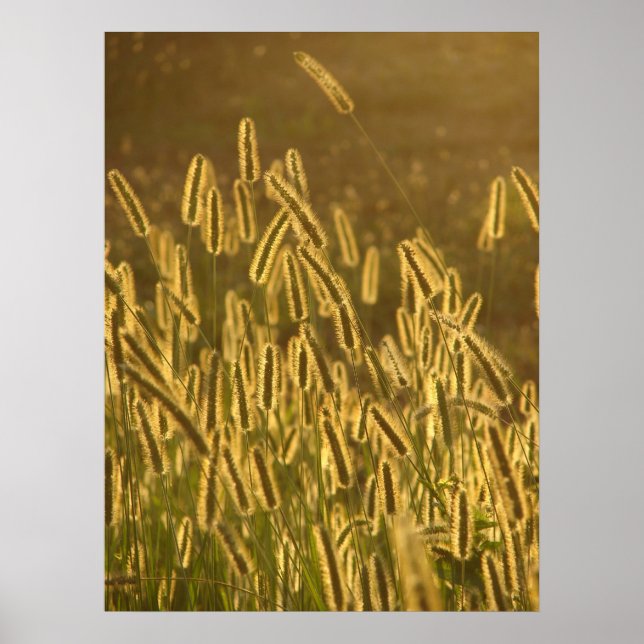 Betesfrön vid solnedgång poster (Framsidan)