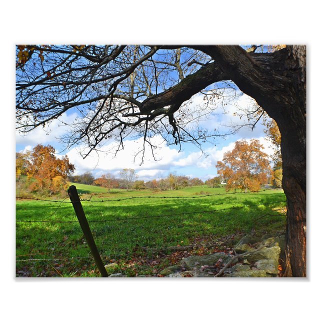 Beteshage på hösten Foto Print (Framsidan)