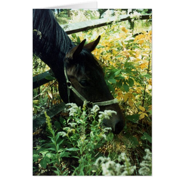 Beteshäst Hälsningskort (Framsidan)