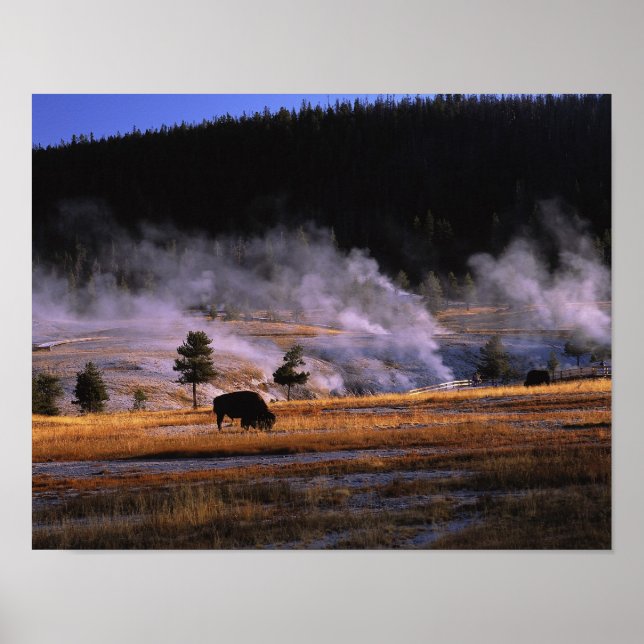 Betesmarker i övre Geyser-bäckenet nära Poster (Framsidan)