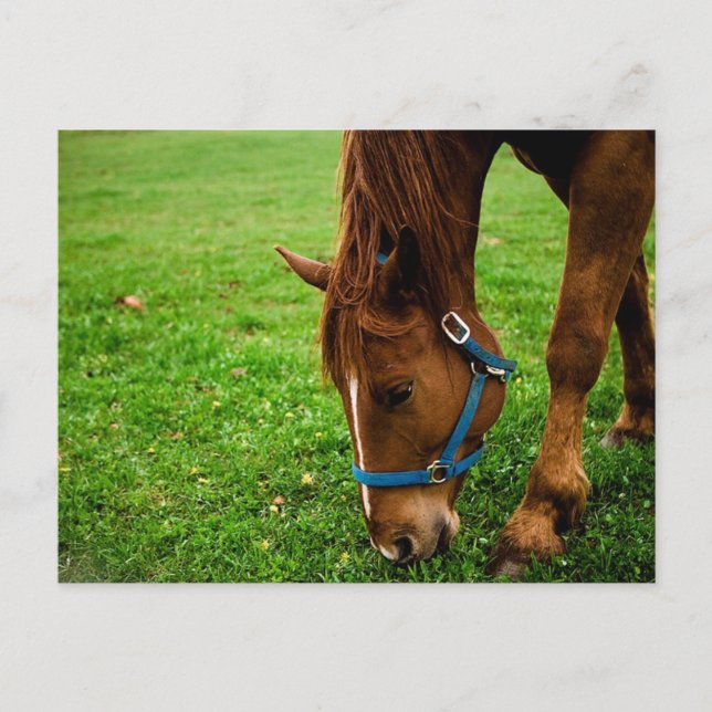 Betesmarker kastnut med Rand Vykort (Framsida)