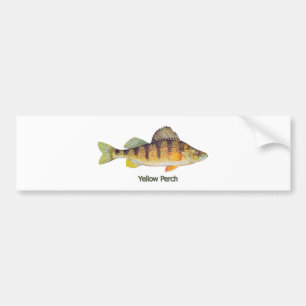 (Betitlad) gul Perch, Bildekal