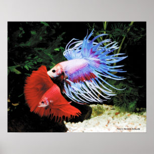 Bettaの ポ ス タ ー poster