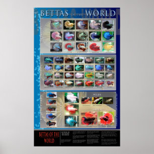 Betta affisch