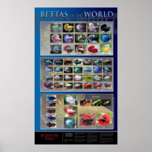 Betta affisch