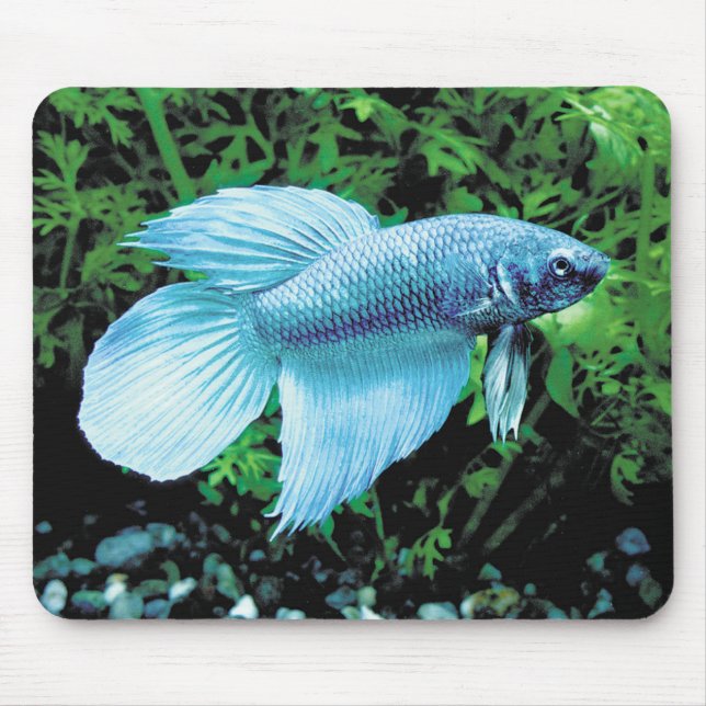 betta,cobalt blue musmatta (Framsidan)