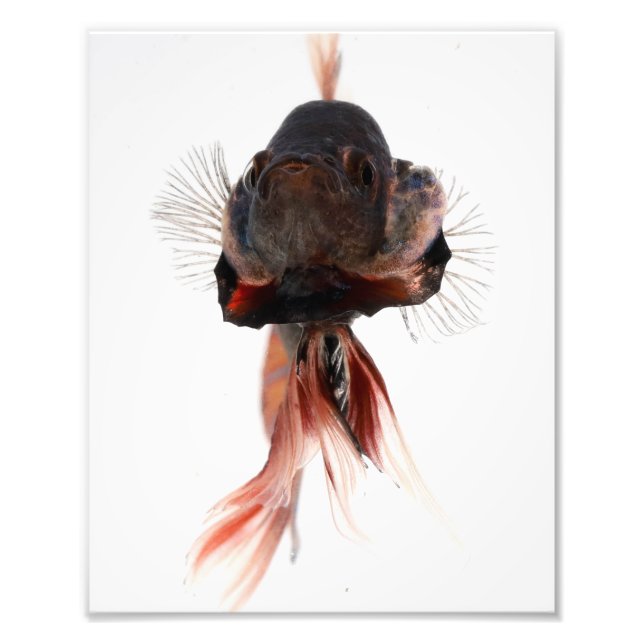 Betta Fish Ansikte Fototryck (Framsidan)