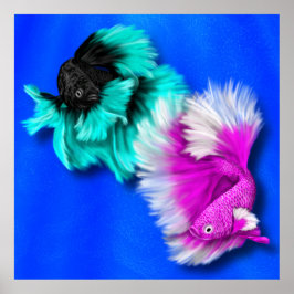 Betta Fish Duo, svart och teal, vit och rosa Poster