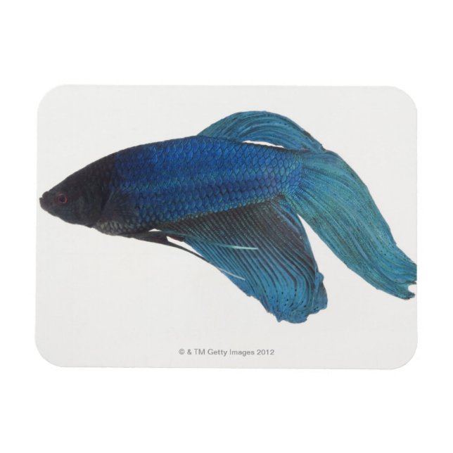 Betta Fish eller Male Blue Siamese Fighting Fish Magnet (Horisontell)