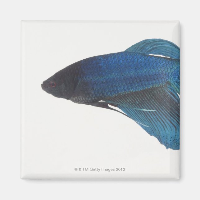 Betta Fish eller Male Blue Siamese Fighting Fish Magnet (Framsidan)