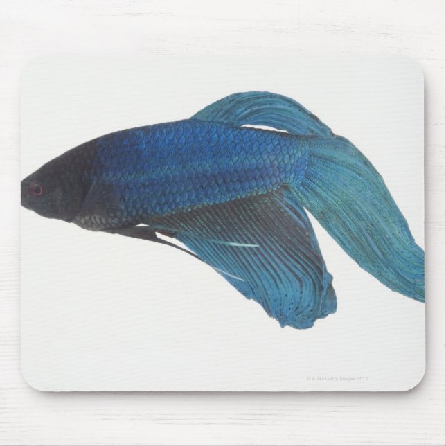 Betta Fish eller Male Blue Siamese Fighting Fish Musmatta (Framsidan)