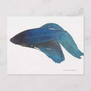 Betta Fish eller Male Blue Siamese Fighting Fish Vykort