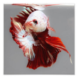 Betta Fish Fototryck