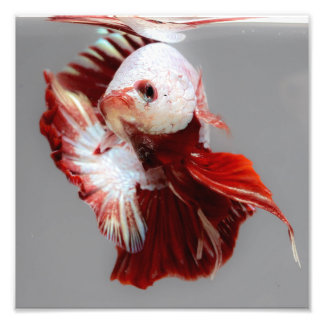 Betta Fish Fototryck