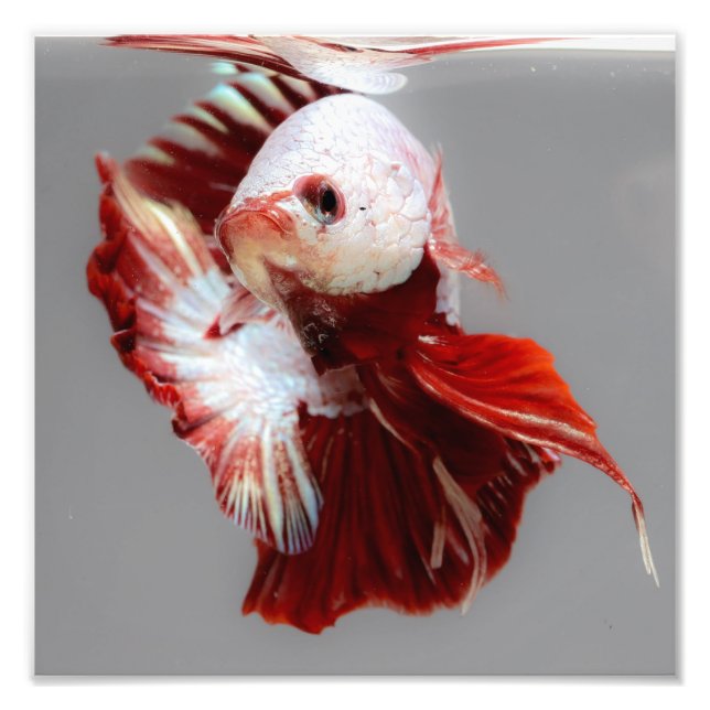Betta Fish Fototryck (Framsidan)