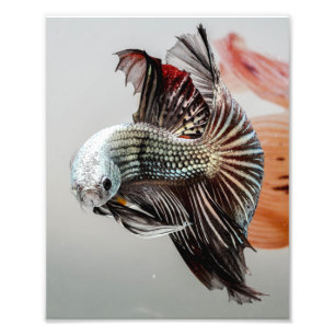 Betta Fish Fototryck