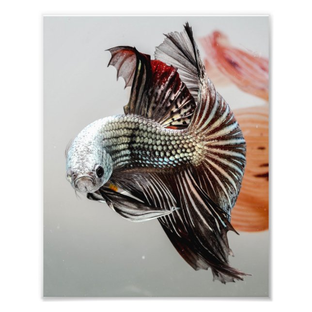 Betta Fish Fototryck (Framsidan)