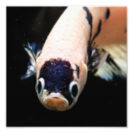 Betta Fish Head Fototryck