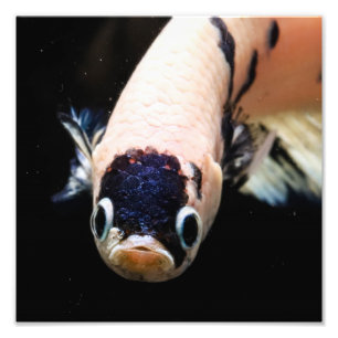 Betta Fish Head Fototryck