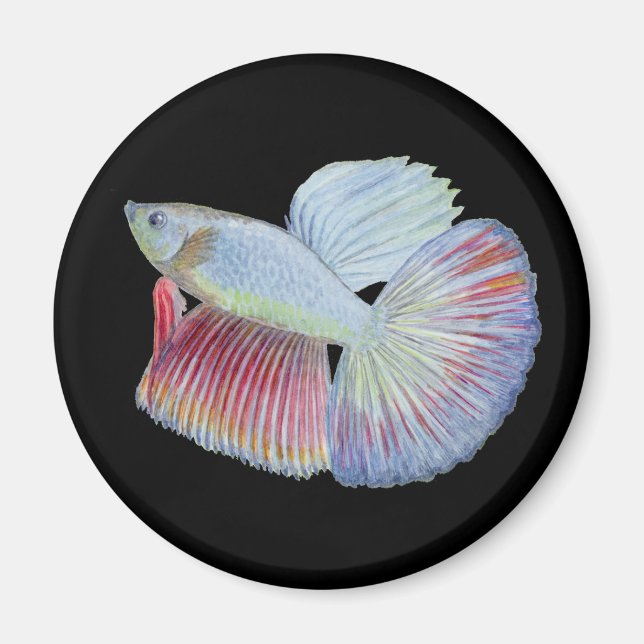 Betta Fish Magnet (Framsidan)