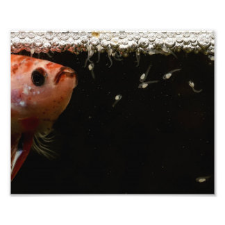Betta Fish Spädbarn Fototryck