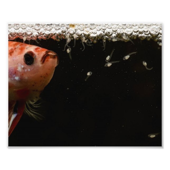 Betta Fish Spädbarn Fototryck (Framsidan)