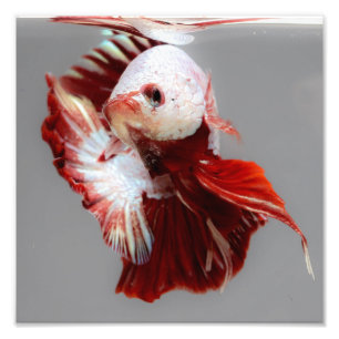 Betta fisk fototryck
