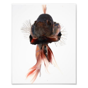 Betta fiskansikte fototryck