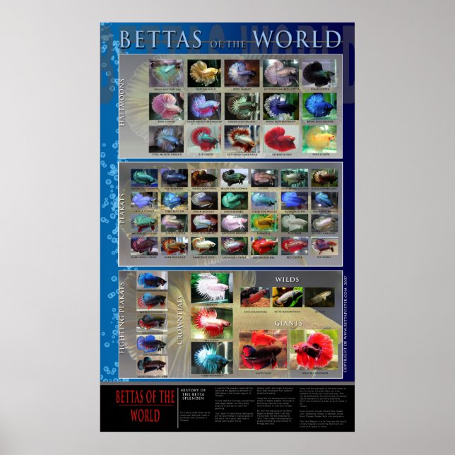 Betta Poster (Framsidan)