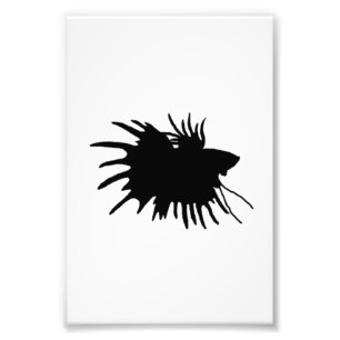 Betta Silhouette Kärlek Siamese Fighing Fish Fototryck