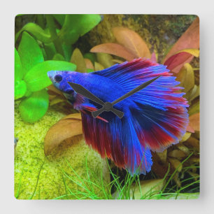 Betta Splendens Fyrkantig Klocka