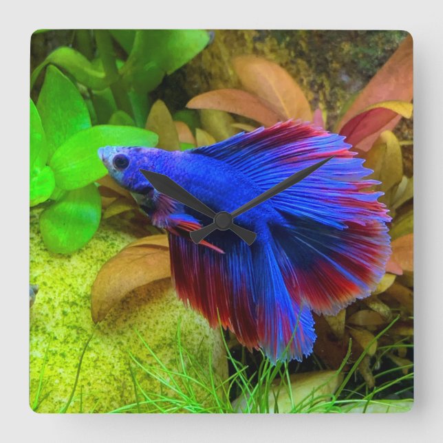Betta Splendens Fyrkantig Klocka (Framsida)