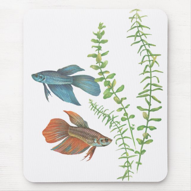 Betta splendens och Rotala indica vit Musmatta (Framsidan)