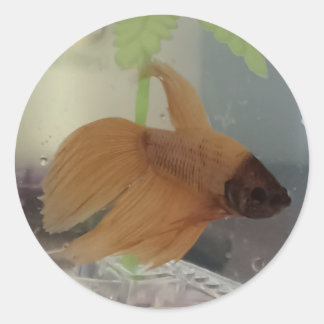 Betta Sticker Runt Klistermärke