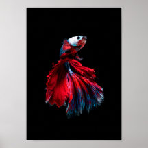 bettafisk poster