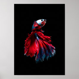 bettafisk poster