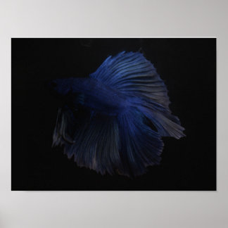 Bettafiskar Poster