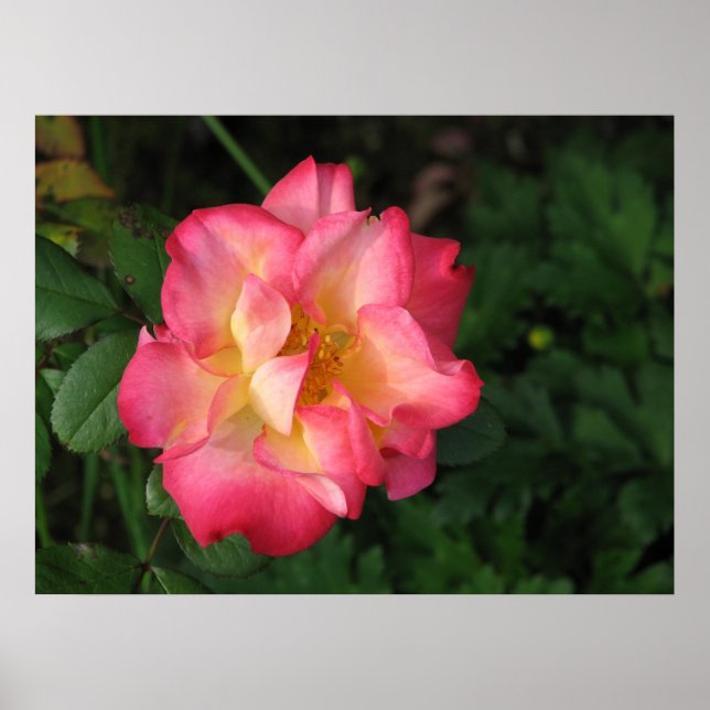 Betty Boop - 24 maj 2009 139 Poster (Framsidan)