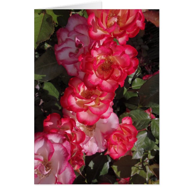 Betty Boop ro Hälsningskort (Framsidan)