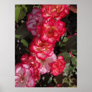 Betty Boop Ro Poster