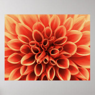 Bevacker Orange Dahlia Flower Poster