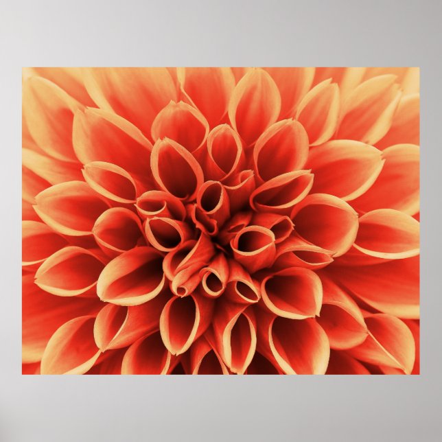 Bevacker Orange Dahlia Flower Poster (Framsidan)