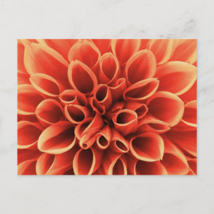 Bevacker Orange Dahlia Flower Vykort