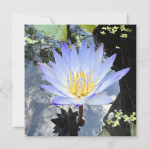 Bevacker Vatten Lily Photo Himlar Reflection Kort