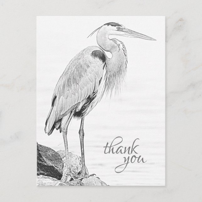 Bevackert Blue Heron Vatten Bird Sketch Tack Vykort (Framsida)