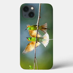 Bevackert Motmot Bird på Gren