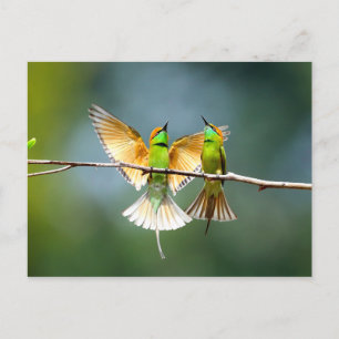Bevackert Motmot Bird på Gren Vykort